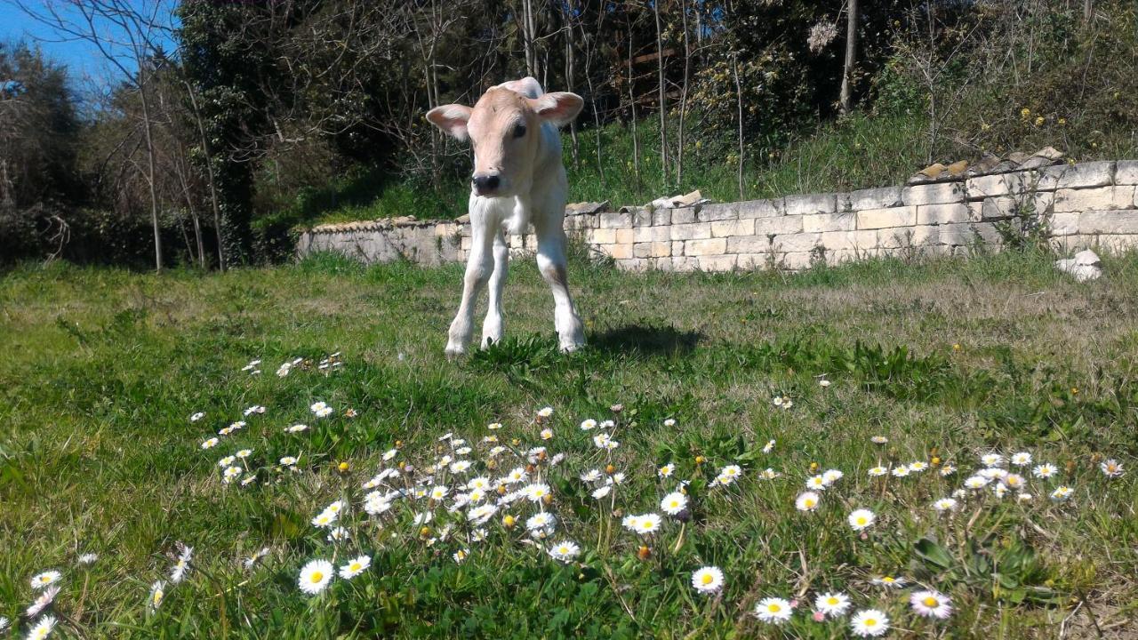 Masseria La Fiorita Matera Ngoại thất bức ảnh